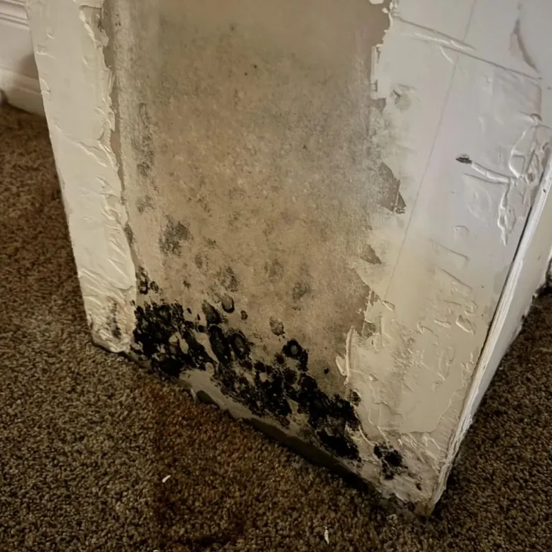 Professional Mold Removal in Kingwood, WV